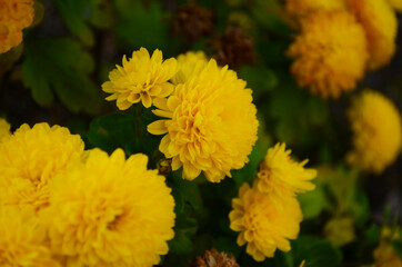 Yellow chrysanthemums daisy flower background pattern bloom.
