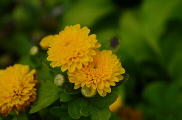 Yellow chrysanthemums daisy flower background pattern bloom.
