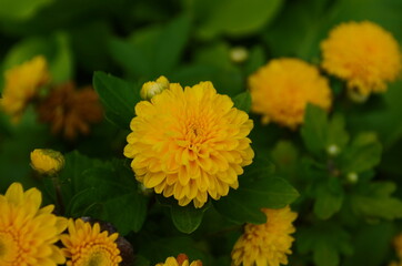 Yellow chrysanthemums daisy flower background pattern bloom.