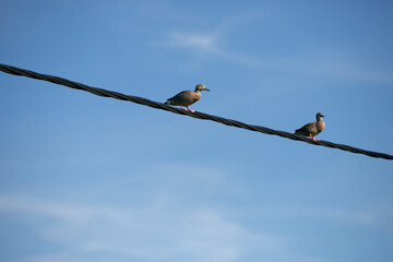 patos posando en cables de luz en cielo azul