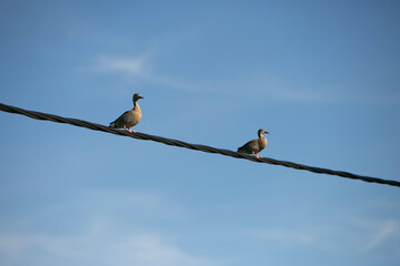 patos posando en cables de luz en cielo azul