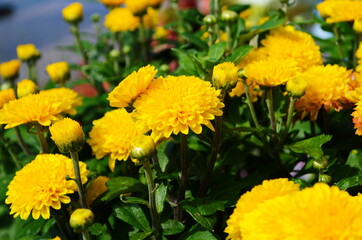 Yellow chrysanthemums daisy flower background pattern bloom.