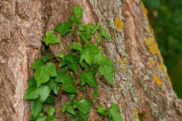Gemeiner Efeu an einem Baum im Wald