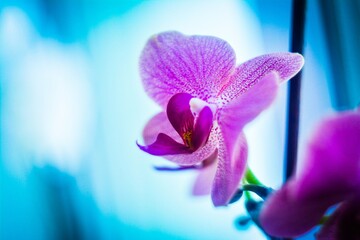 purple orchid flower