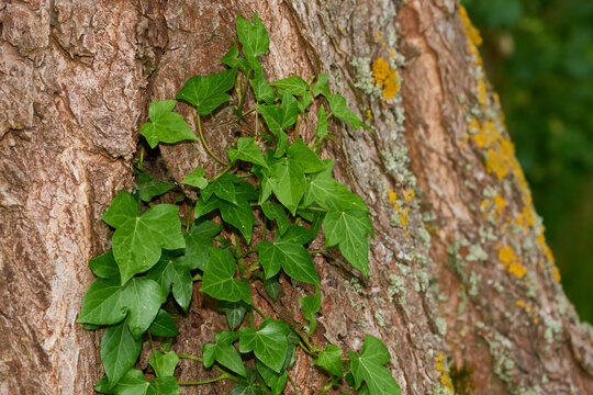 Gemeiner Efeu an einem Baum im Wald