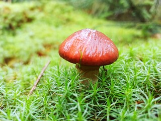 mushroom in the grass