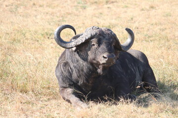 Fototapeta premium african buffalo in Masai Mara