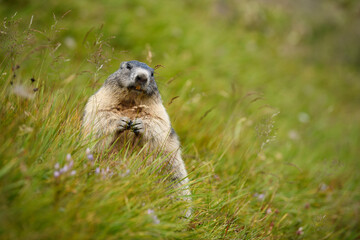 Marmot stays in autumn flowering meadow