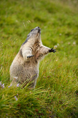 Marmot stays in autumn flowering meadow