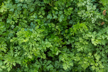 Fototapeta na wymiar Spicy green parsley grass in the garden. The view from the top. Natural vegetable green background.