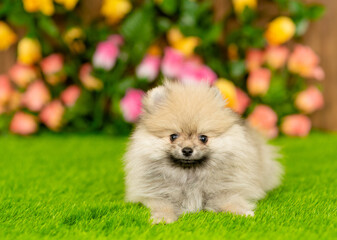 Pomeranian spitz puppy lies on green summer grass and looks at camera. Empty space for text