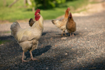 Gallinas y gallos juntos a la par