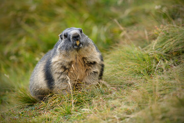Marmot lays in autumn flowering meadow