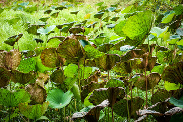 fresh and dry of lotus leaves in the pond for background
