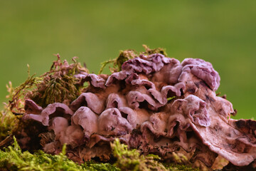 Chondrostereum purpureum growing on wood, close up photo made on 24 october 2020 in Weert the Netherlands