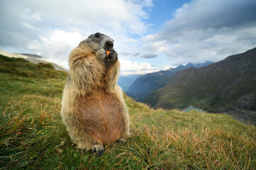 Marmot eats carrot in autumn flowering meadow landscape