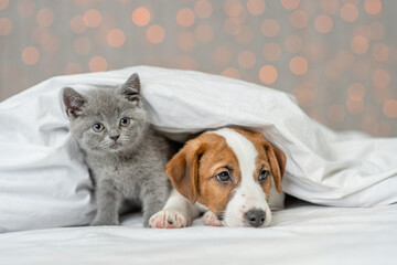 Jack russell terrier puppy and cute kitten lie together under warm blanket on festive background