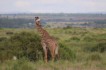 giraffe in the savannah