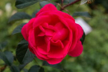 rose bush in a rose garden in a park in Madrid on a dark day
