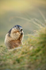 Marmot eats carrot in autumn flowering meadow at sunset