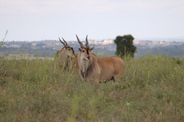 Naklejka na ściany i meble Elands in Nairobi National Park, Kenya 