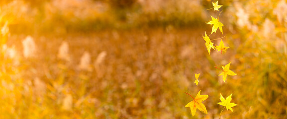panoramic view of maple leaf on colorful background. a scene of maple leaves falling on autumn days.