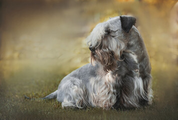 Portrait of a Czech Terrier in summer