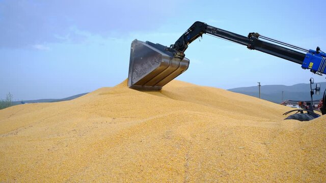 LS Loader excavator moving corn crop