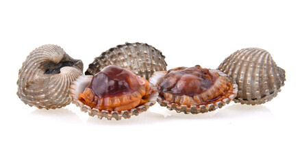 fresh cockles seafood on white background
