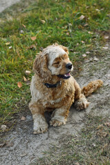 Dog Cocker Spaniel in the Woods