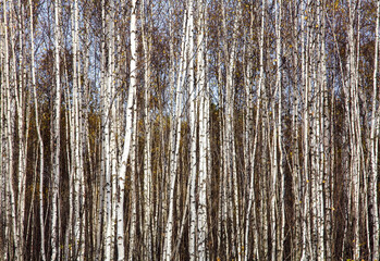 Obraz premium Young thin birch trees in autumn foliage in sunlight with blue sky as background