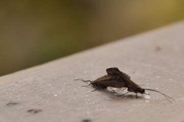 Reproduction d'insectes, accouplement de papillons, copulation de deux papillons
