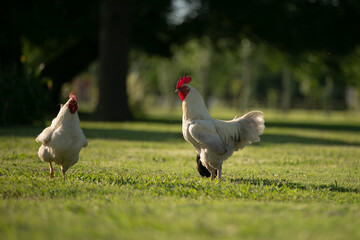 Gallinas y gallos juntos a la par