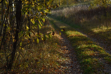 beautiful autumn forest at sunset