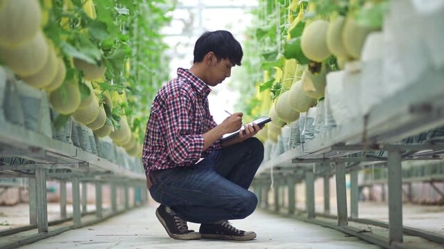 The farmer is checking the quality of the melon at the melon farm in a plastic house	
