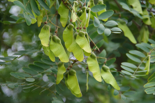 Selected focus close-up view of the seeds of a tipuana tipu Pride of Bolivia tree and its foliage
