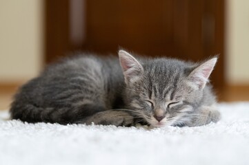 Little gray striped kitten sleeps on a white rug in a cozy house. In the background - the interior of the apartment. Selective sharpness.