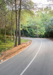 Road going through a forest. Beautiful countryside, driving into the forest. Escaping from life, simply on the road. Vertical shot.