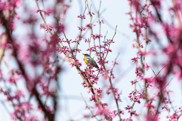 Colorful small bird in colorful flowered tree
