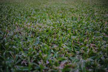 Close-up of grass with Bokeh