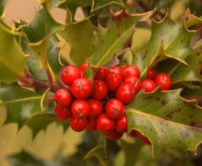 red berries on holly tree