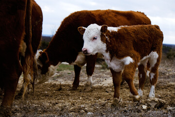 Hereford herd of cows with calf in field close up during winter on farm.
