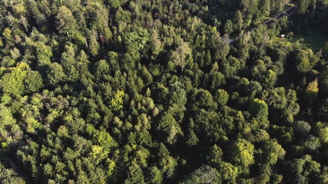 Habsburg forest from above with crossroad and place for afforestation after storm in 1999 called Lothar in Switzerland. Habsburg, 24. october 2020.
