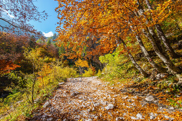 Magnificent golden autumn