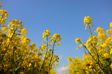 yellow rapeseed on a background of the sky. selective focus on color. canola field with ripe rapeseed, agricultural background. selective focus