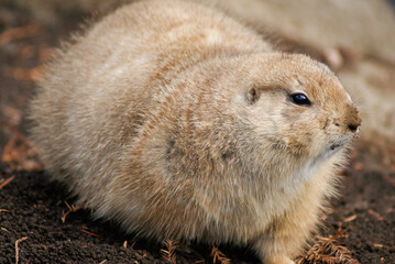 Black-tailed prairie dog (Cynomys ludovicianus)