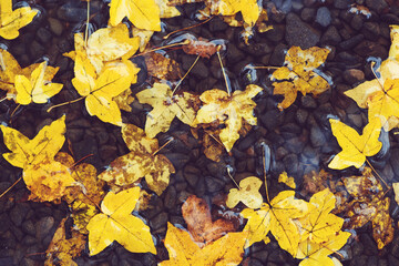 Autumn leaves in puddle. Autumn rainy weather. Autumn background.