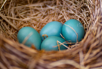 Robin Eggs - II