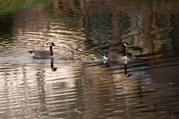 Geese and goslings - I