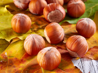 Hazelnut.Hazelnut kernels lie on yellow autumn leaves.